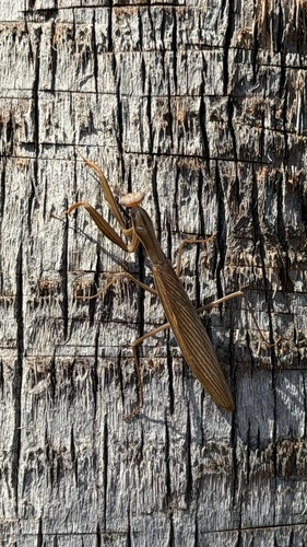 European Mantis