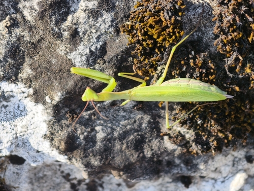 European Mantis
