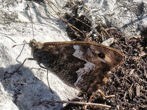 Grayling