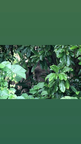 Bornean Pygmy Elephant