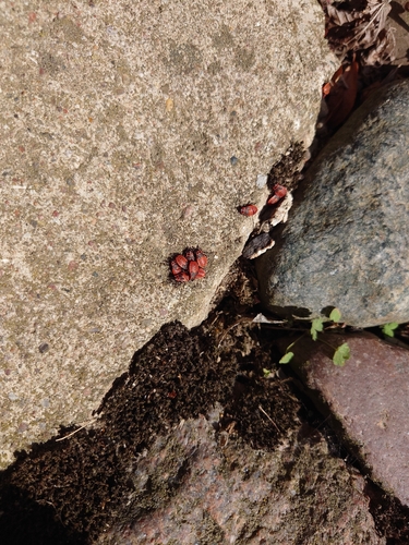 European Firebug