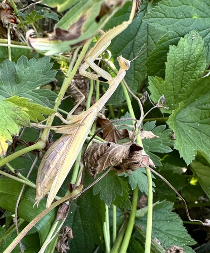 European Mantis
