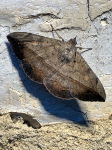 Velvetbean Caterpillar Moth
