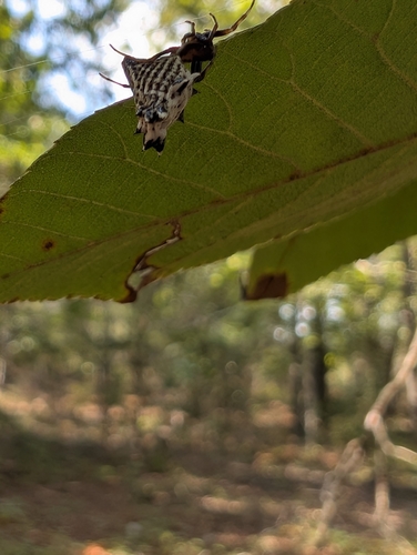 Spined Micrathena