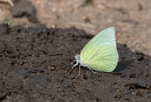 Lemon Migrant