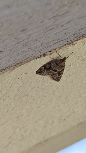Juniper Carpet