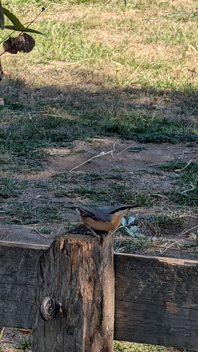 Eurasian Nuthatch