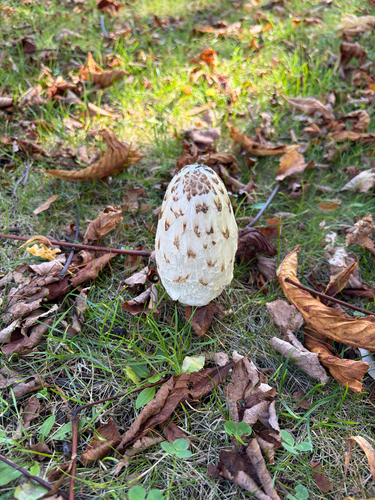 Shaggy Mane