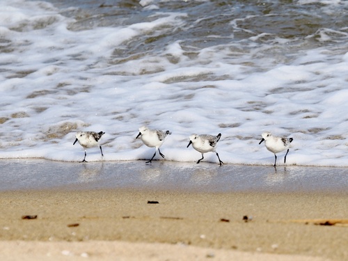 Sanderling
