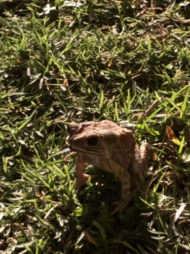 Asian Common Toad