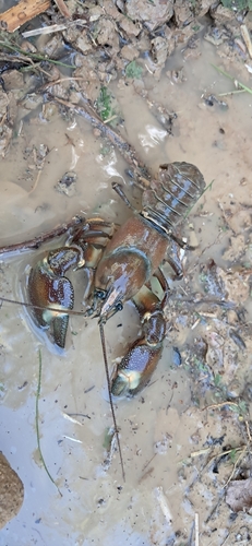 Signal Crayfish