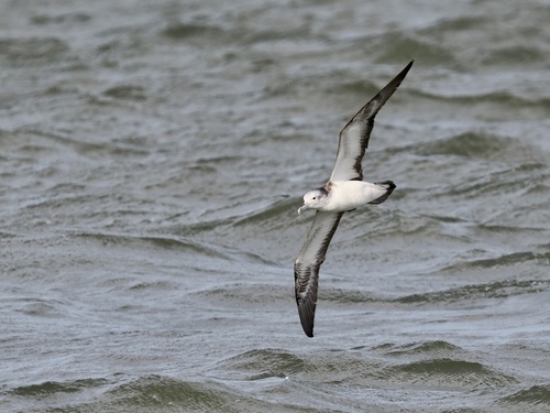 Streaked Shearwater