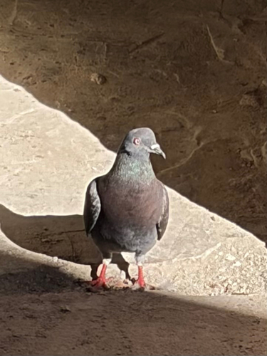 Feral Pigeon