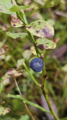 common bilberry