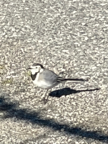 White Wagtail