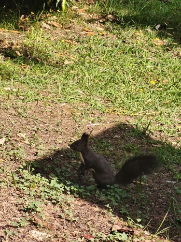Eurasian Red Squirrel