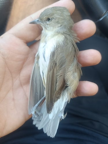 Garden Warbler