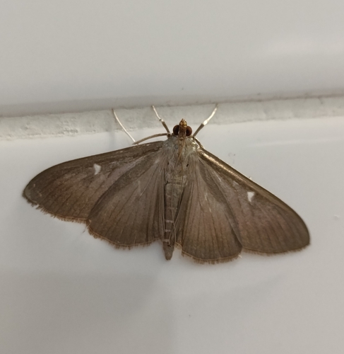 Box Tree Moth