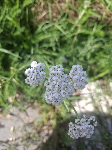 common yarrow