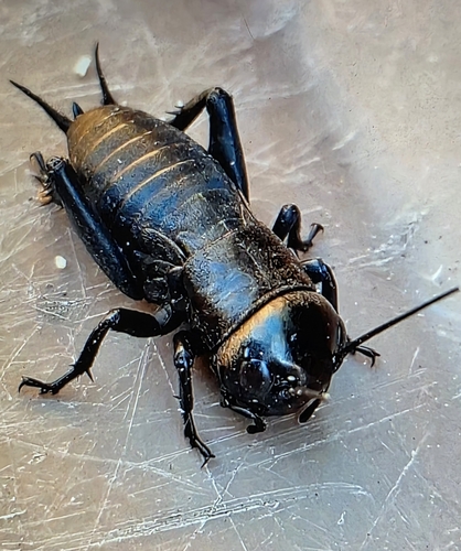 European Field Cricket