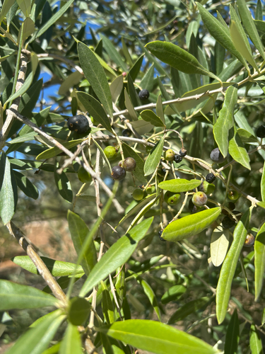 Olive