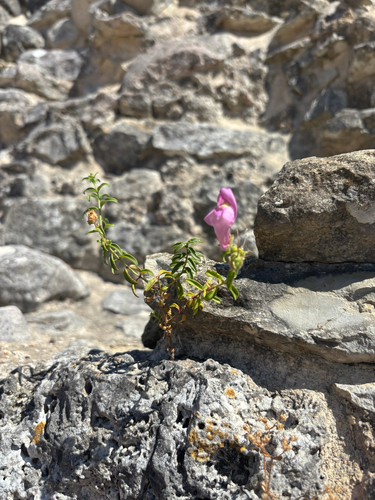 Antirrhinum linkianum