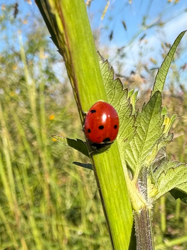 Seven-spotted Lady Beetle