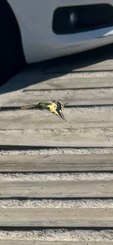 Old World Swallowtail