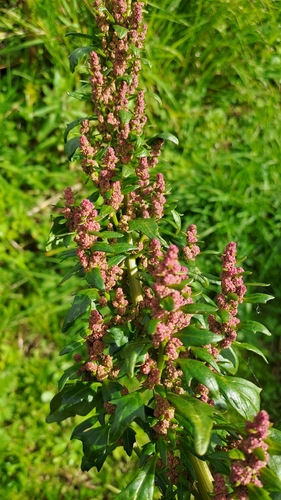 red pigweed