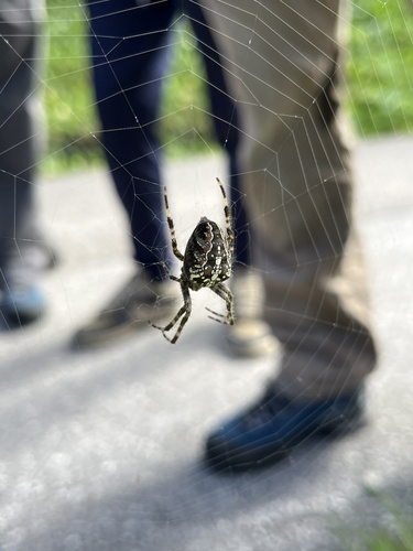 Cross Orbweaver