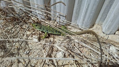 Ocellated Lizard