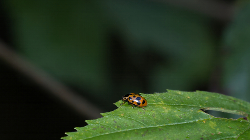 Thirteen-spotted Lady Beetle