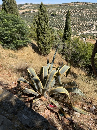 American century plant