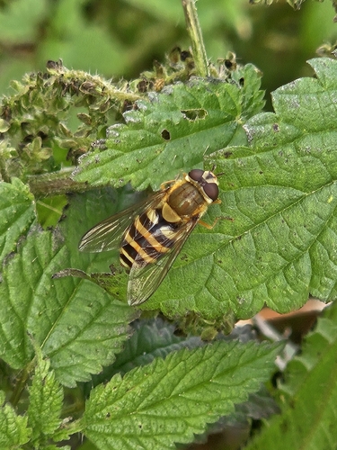 Common Flower Fly