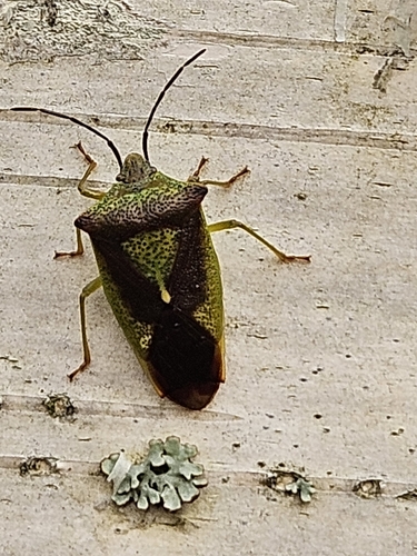 Hawthorn Shield Bug