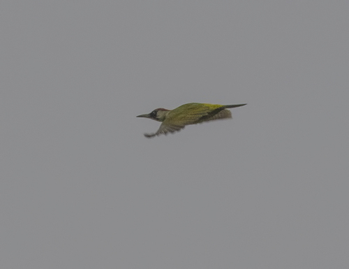 Eurasian Green Woodpecker