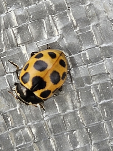 Notated Lady Beetle