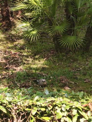 Eurasian Jay