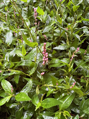 low smartweed