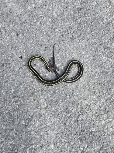 Eastern Garter Snake