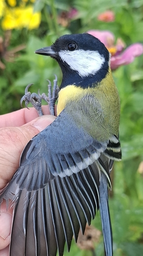 Great Tit