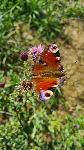 European Peacock Butterfly
