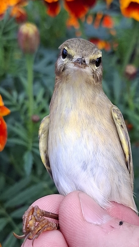 Willow Warbler