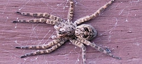 Dark Fishing Spider