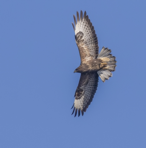Common Buzzard