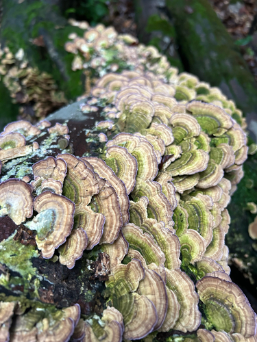 violet-toothed polypore