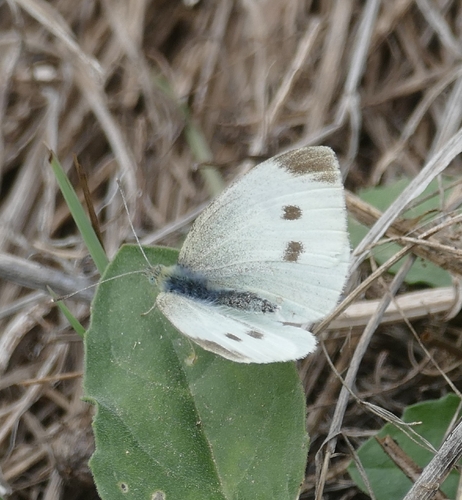 Small White