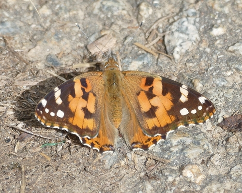 Painted Lady