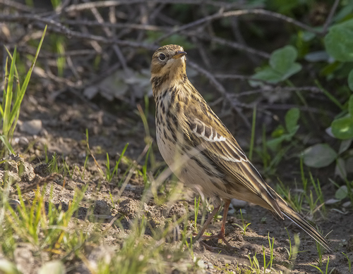 Red-throated Pipit
