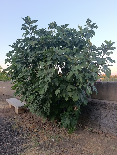 common fig